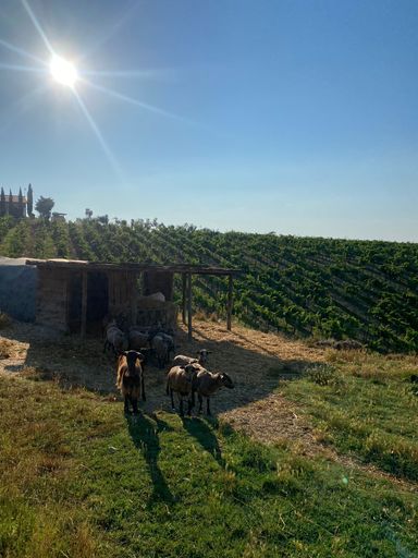 Sheep grazing near a vineyard under a bright sunlit sky, with a small wooden shelter and lush green vines in the background.