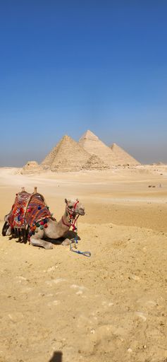 A camel rests in front of the iconic pyramids of Giza under a clear blue sky, capturing the essence of Egypt's ancient history and culture.