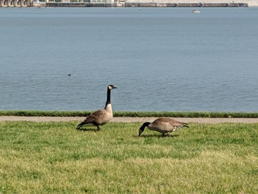 The two grazing geese near the blue lake - wildlife