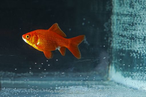 A closeup shot of a goldfish swimming in a home aquarium