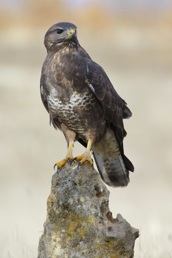 A vertical selective focus shot of a Common buzzard perched on a rock with a blurred background