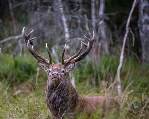 A shallow focus of a deer in the forest