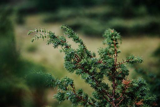 Close-up of green juniper branches with blurred natural background, showcasing the detailed texture and vibrant color.