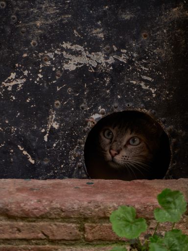 A closeup of the cat hiding in a wall hole.