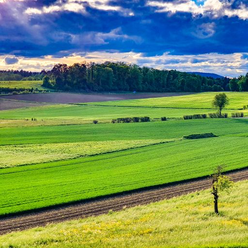 A Beautiful  scene a green pasture land, trees forest and a blue cloudy sky on the horizon