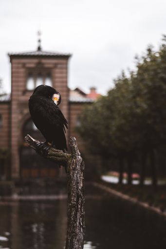 A vertical shot of a vulture bird perched on a tree branch near a building
