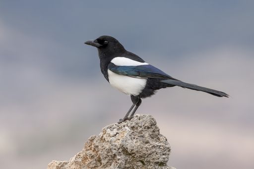 A selective focus shot of a black-billed magpie standing on a rock with a blurry background