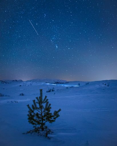 A vertical shot of a pine tree in a snowy forest under the starry sky