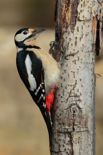A vertical selective focus shot of a woodpecker on the trunk of a tree