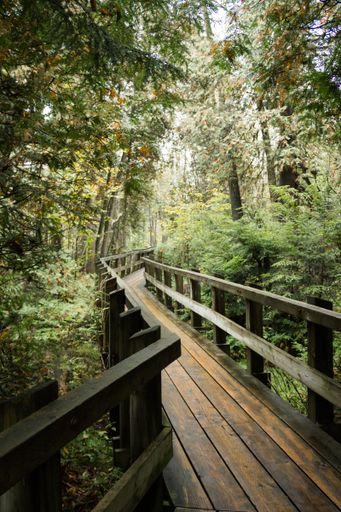A vertical shot of a wooden pathway surrounded by greenery in a forest