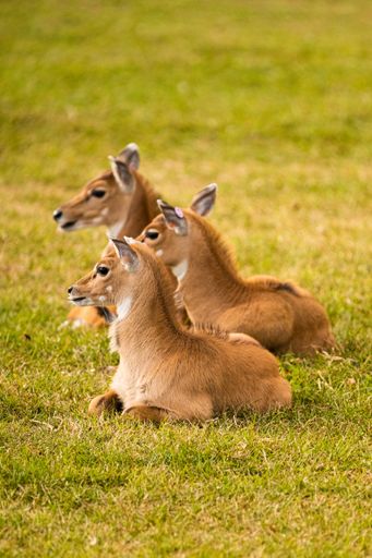 A vertical shot of baby antelopes lying on the ground covered in greenery under the sunlight