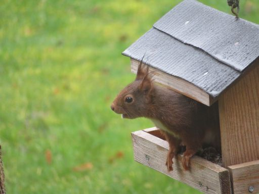 A closeup of a cute fluffy squirrel in a birdhouse looking outside with a green blurry background