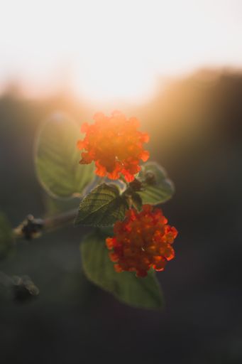 A closeup shot of red beautiful lantana flowers under a bright sunset sunlight
