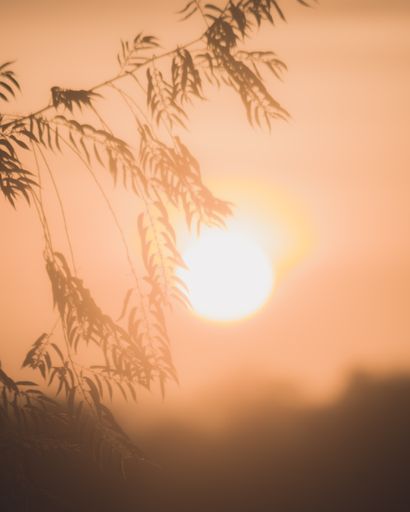 A silhouette of a beautiful tree branch with pointy leaves against bright orange sunset sun
