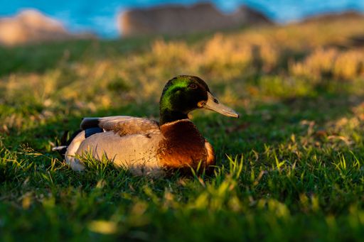 A closeup of an adorable mallard on the ground under the sunlight with a blurry background