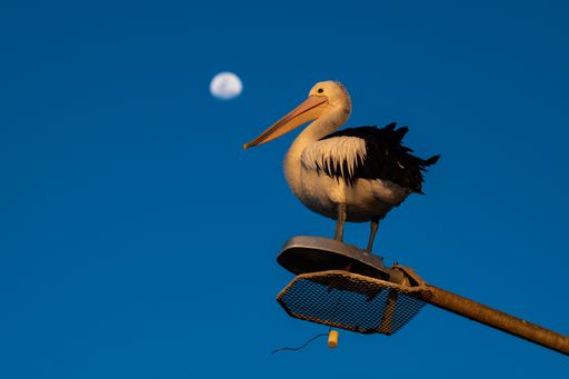A low angle shot of a pelican perched on a street lamp with the moon in the blurry background