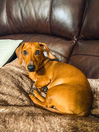 A vertical shot of an adorable brown domestic dog on the sofa under the lights