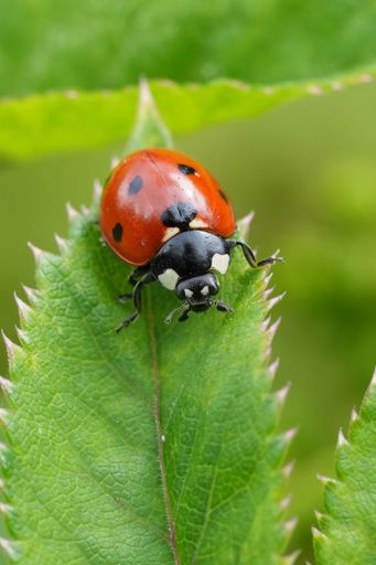 Detailed shot of a ladybug on a leaf. The ladybug displays vivid red and black markings. The leaf is characterized by its serrated edges and green hue