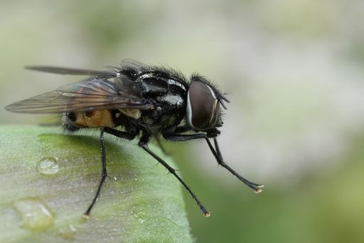Natural detailed close-up on a spotted muscid fly, Graphomya maculata, sitting on a white flower