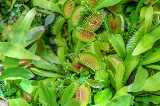 Venus flytraps with green spiky traps and reddish interiors are shown among lush vegetation.