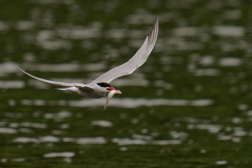 A tern flying over water with a fish in its beak, displaying its wings in motion, against a blurred green background.