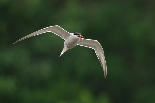 A graceful tern in flight with a blurred green background, showcasing its wingspan and red beak.