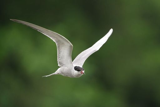 A graceful tern in flight against a blurred green background, showcasing its wingspan and elegant form.