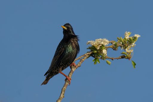 A starling perched on a flowering branch against a clear blue sky, showcasing vibrant plumage and delicate blossoms.