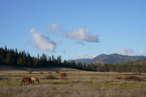 A brown and white cow in the farm beautiful mountains In the background