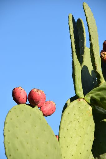 view of a prickly pear cactus with fruits