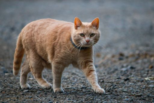 A closeup of an adorable ginger cat walking on the ground with a blurry background