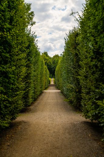 A vertical shot of a pathway surrounded by greenery under a cloudy sky