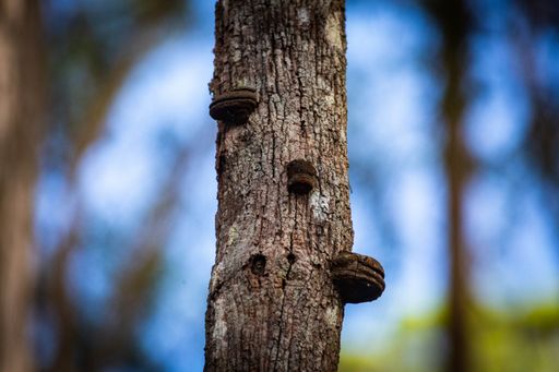 A selective focus shot of an old tree trunk outdoors in nature during daylight