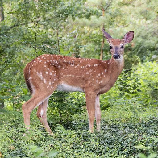 A natural view of spotted deer looking at the camera ou