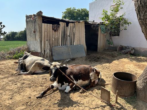 Cows rest under the sun near a barn on a sunny day