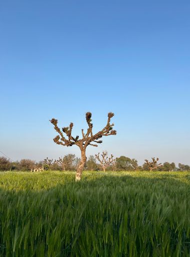 A solitary tree in a lush green field under a clear blue sky, showcasing nature's simplicity and beauty.