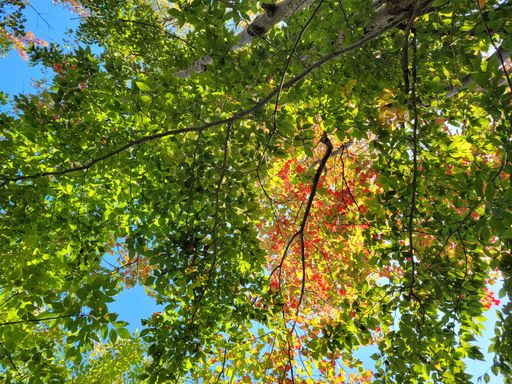 A shot of a tree from below changes fall colours.