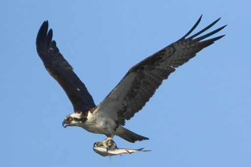 A scenic view of flying skopa bird with fish catch against blue sky