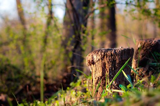 A closeup shot of a dead tree truck in a forest on a sunny day