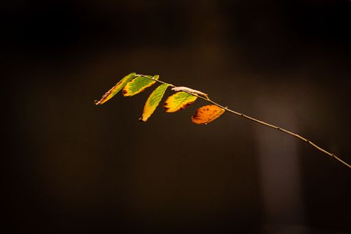 A closeup shot of autumnal leaves on a tree branch against a dark background