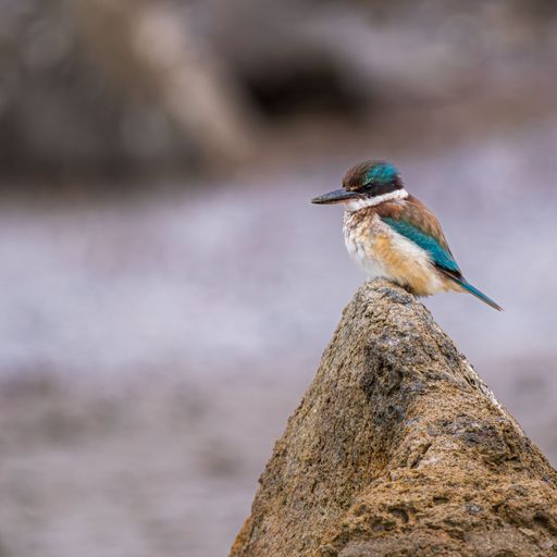 A colorful kingfisher perched on a rock against a blurred natural background.