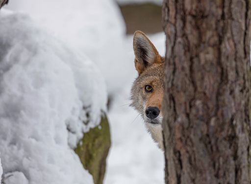A close-up shot of the muzzle of a Coyote hiding behind the tree