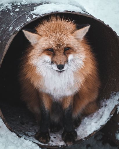 A red fox in an old rusty metal pipe in the snow