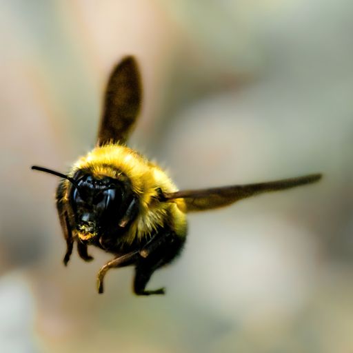 A soft focus of a fuzzy bee in flight against a blurry background at the Morris Arboretum