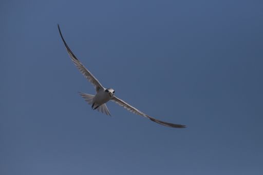 Fishing Least tern, Sternula antillarum, in flight as it searches the sea for prey. Kourou, French Guiana,