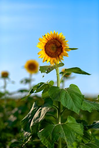 A blooming Kansas sunflower in the farm field