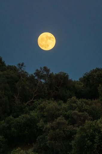 Full moon rising over lush green forest under a clear night sky.