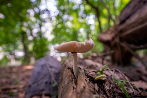 A closeup shot of a wild mushroom