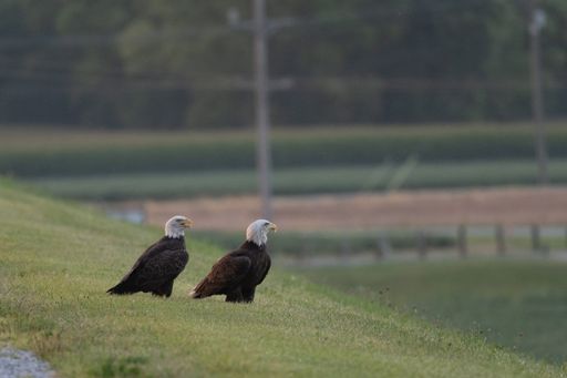 Two bald eagles perched on the grass in a park with a blurry background