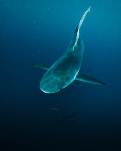 A high angle shot of the beautiful view in the deep blue ocean of a great shark